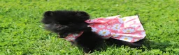 Pomeranian dogs for sale: Connie  - Ad 5