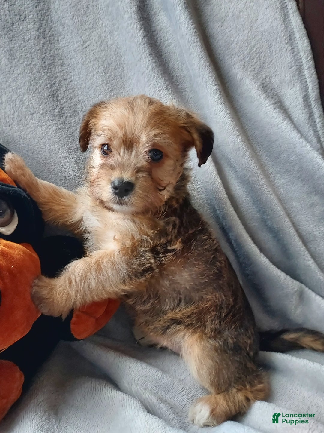 Jackapoo dogs for sale: Diesel - Ad 1