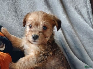 Jackapoo dogs Diesel - Ad 16