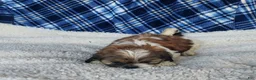Shih Tzu dogs for sale: MOLLY - Ad 12