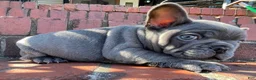 French Bulldog dogs for sale: Munchy - Ad 4