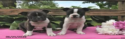 Boston Terrier dogs for sale: Jack  - Ad 3