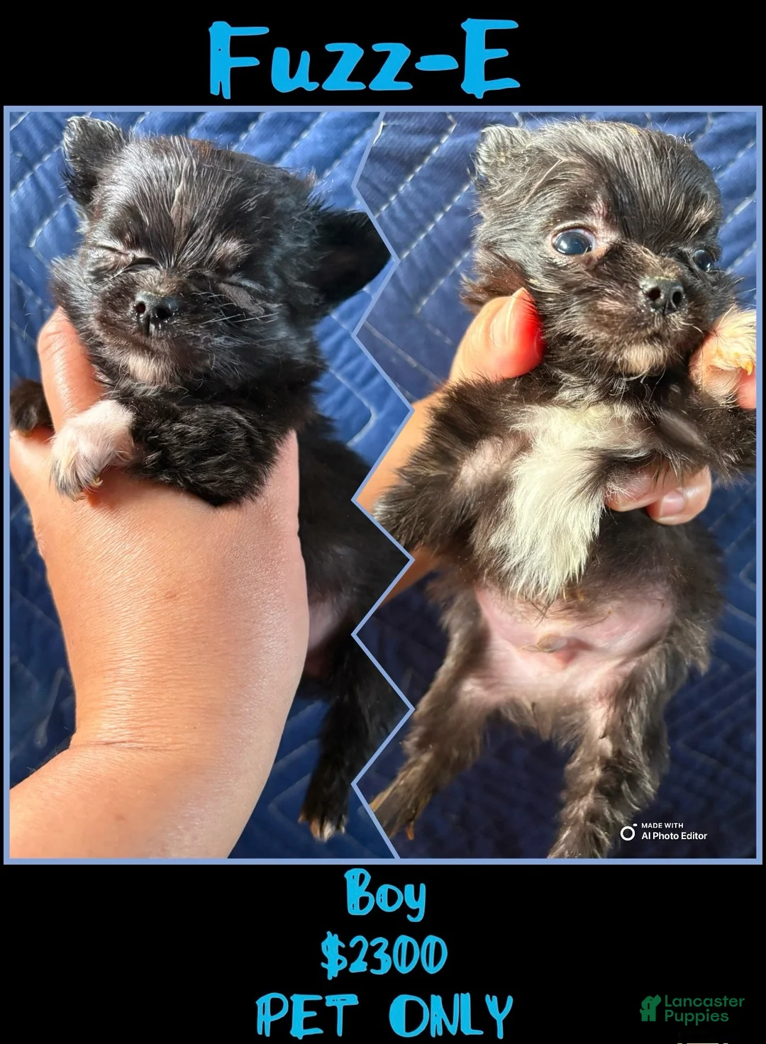 Chihuahua dogs for sale:  Fuzz-E - Ad 1