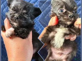 Chihuahua dogs Fuzz-E - Ad 2