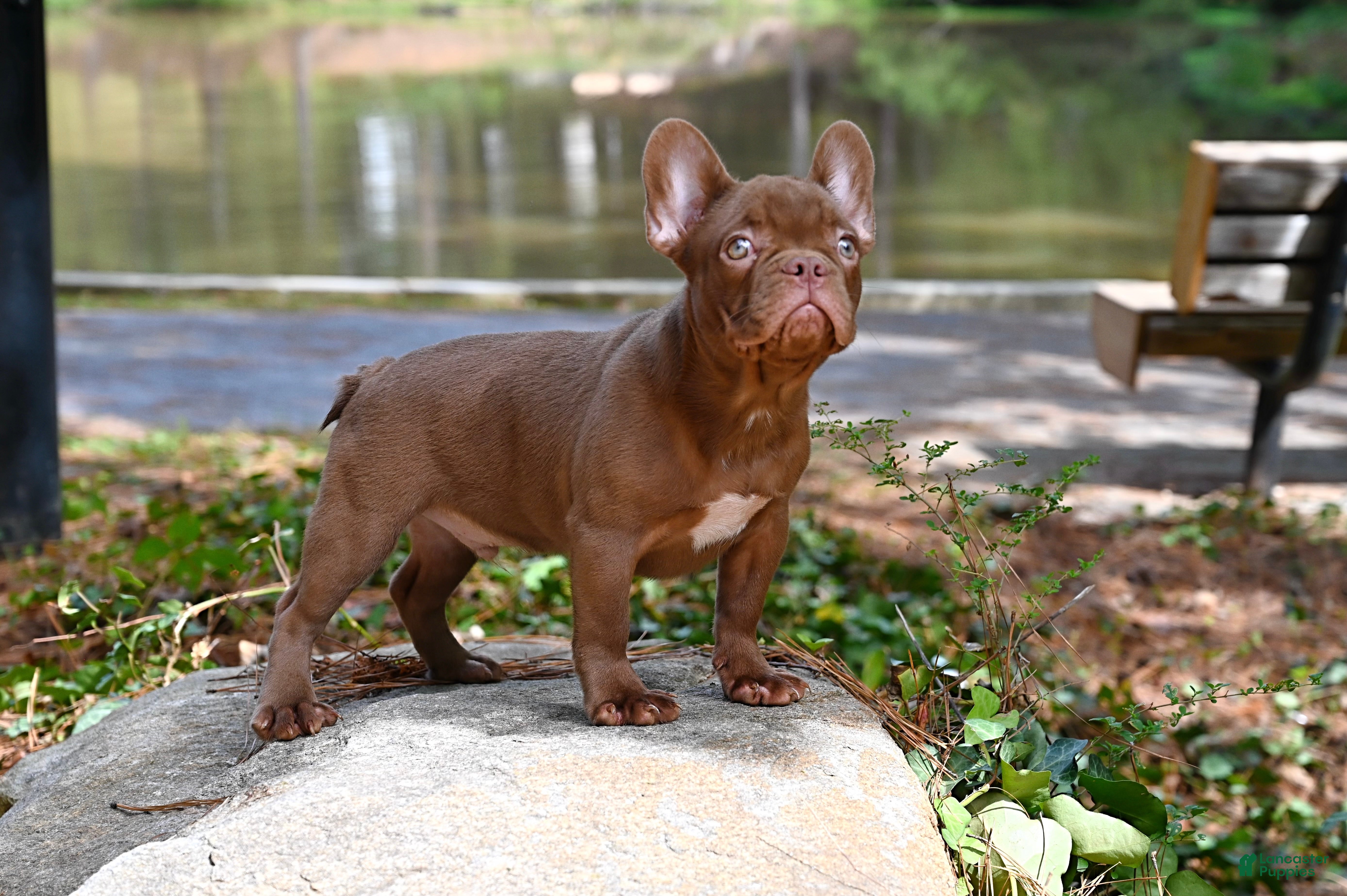 French Bulldog dogs Golden kid - Ad 1