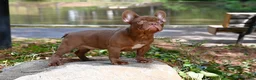 French Bulldog dogs for sale: Golden kid - Ad 1