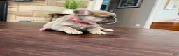 French Bulldog dogs for sale: Meredith - Ad 3