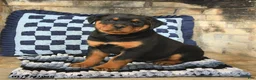 Rottweiler dogs for sale: Ranger - Ad 1