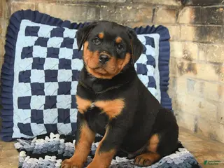 Rottweiler dogs Ranger - Ad 16