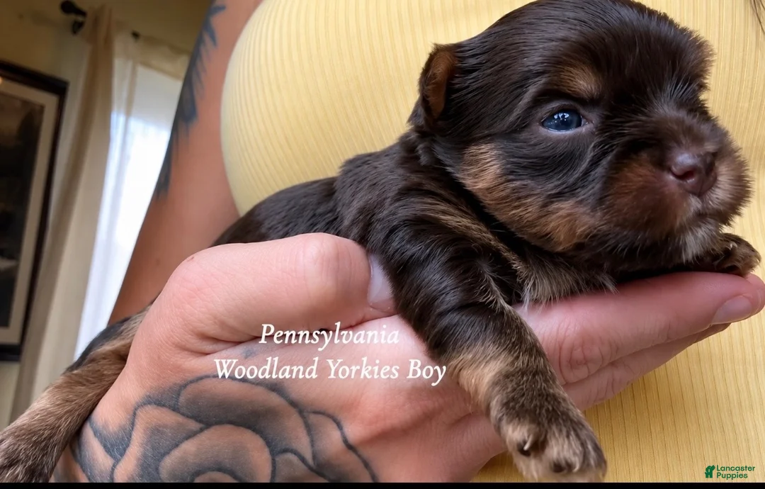 Yorkshire Terrier dogs for sale: Yorkshire Terrier 1 - Ad 2