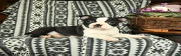 Boston Terrier dogs for sale: Roosevelt - Ad 3