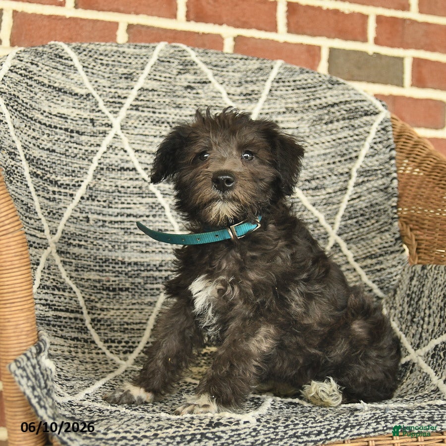 Schnoodle dogs Bella   - Ad 1