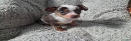 Chihuahua dogs for sale: Susie - Ad 4