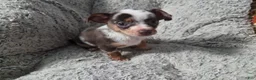 Chihuahua dogs for sale: Susie - Ad 4