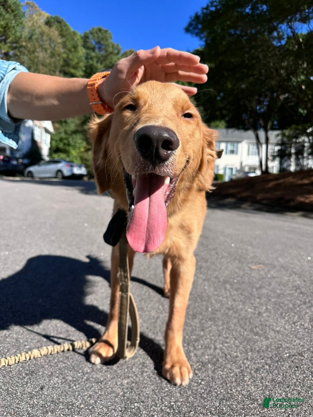 Golden Retriever dogs for sale: Golden Retriever Puppy 1 - Ad 3