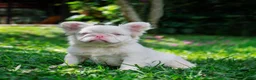 French Bulldog dogs for sale: Suga  - Ad 3