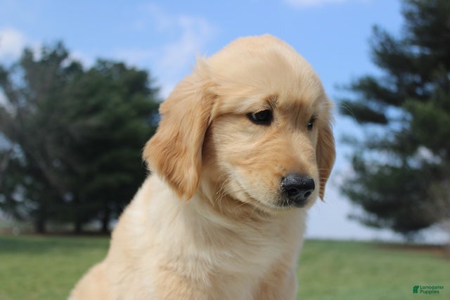 Golden Retriever dogs Frank the TRAINED Golden Retriever Puppy  - Ad 2