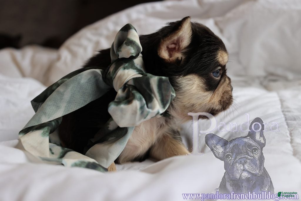 French Bulldog dogs Fable - Ad 2