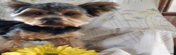 Yorkshire Terrier dogs for sale: Gerri - Ad 14