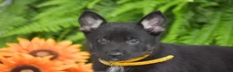 German Shepherd dogs for sale: Ariel - Ad 3