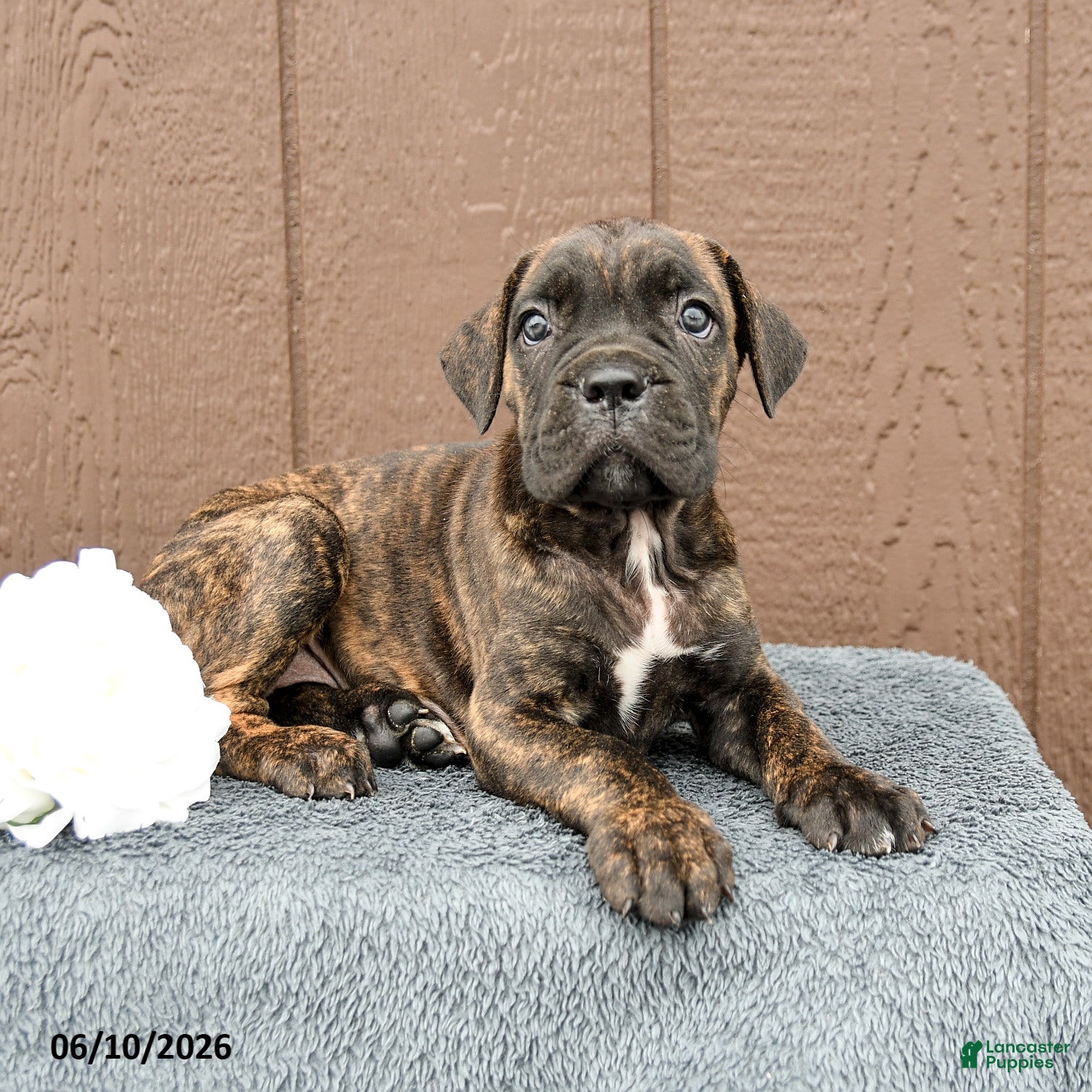 Cane Corso dogs Carmen - Ad 2