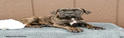 Cane Corso dogs for sale: Carmen - Ad 2