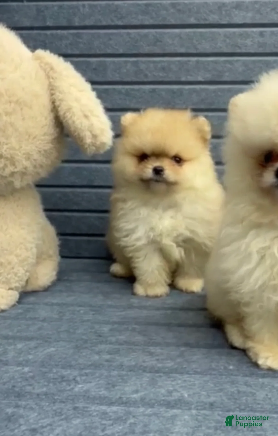 Pomeranian dogs for sale: Pomeranian regalo - Ad 2