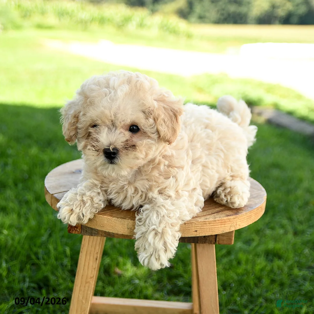 Maltipoo dogs for sale: Peanut  - Ad 3