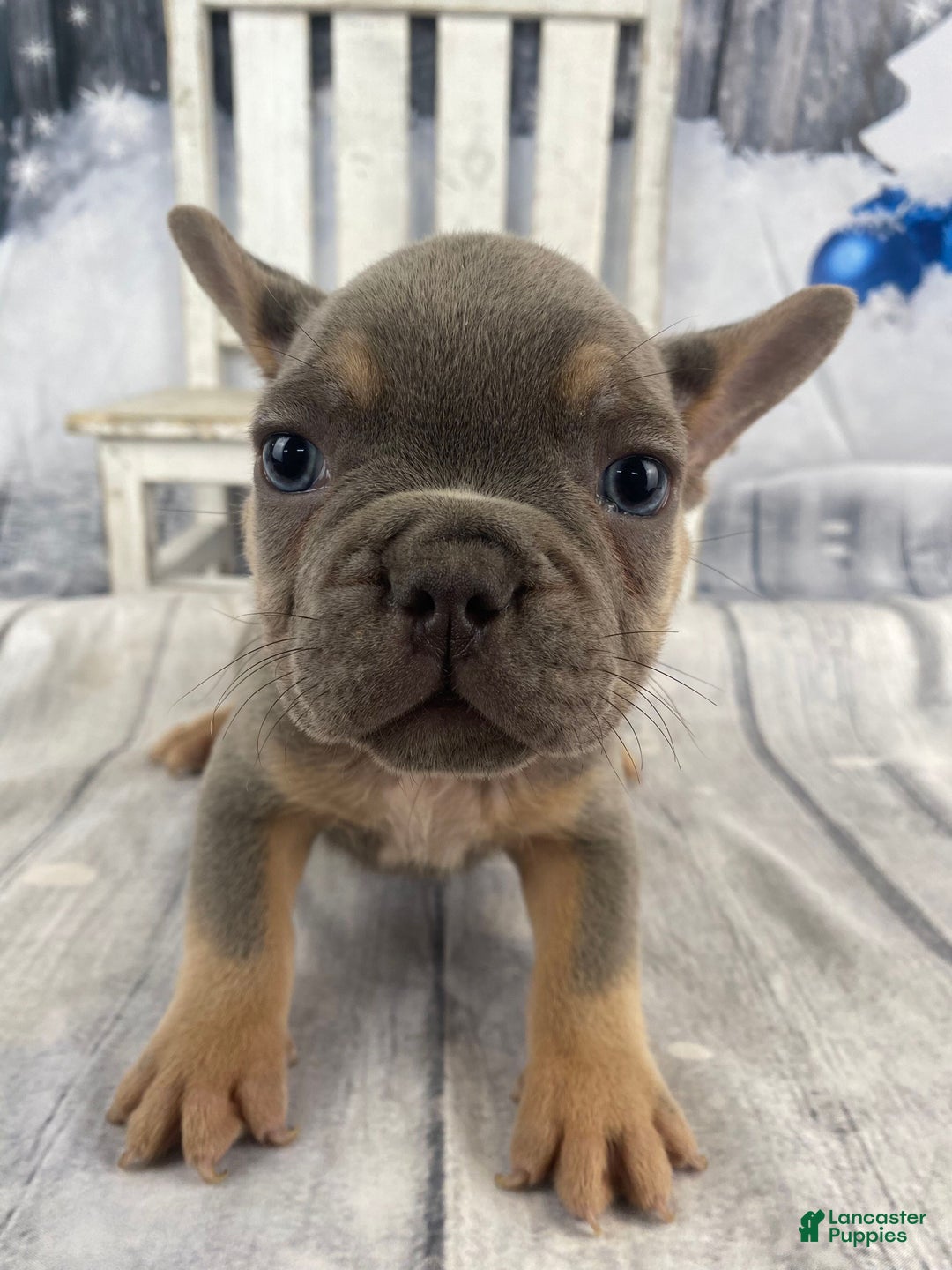 French Bulldog dogs for sale: Jasper - Ad 5