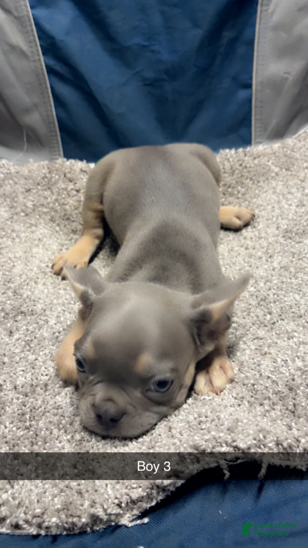 French Bulldog dogs for sale: French Bulldog Puppy 4 - Ad 1