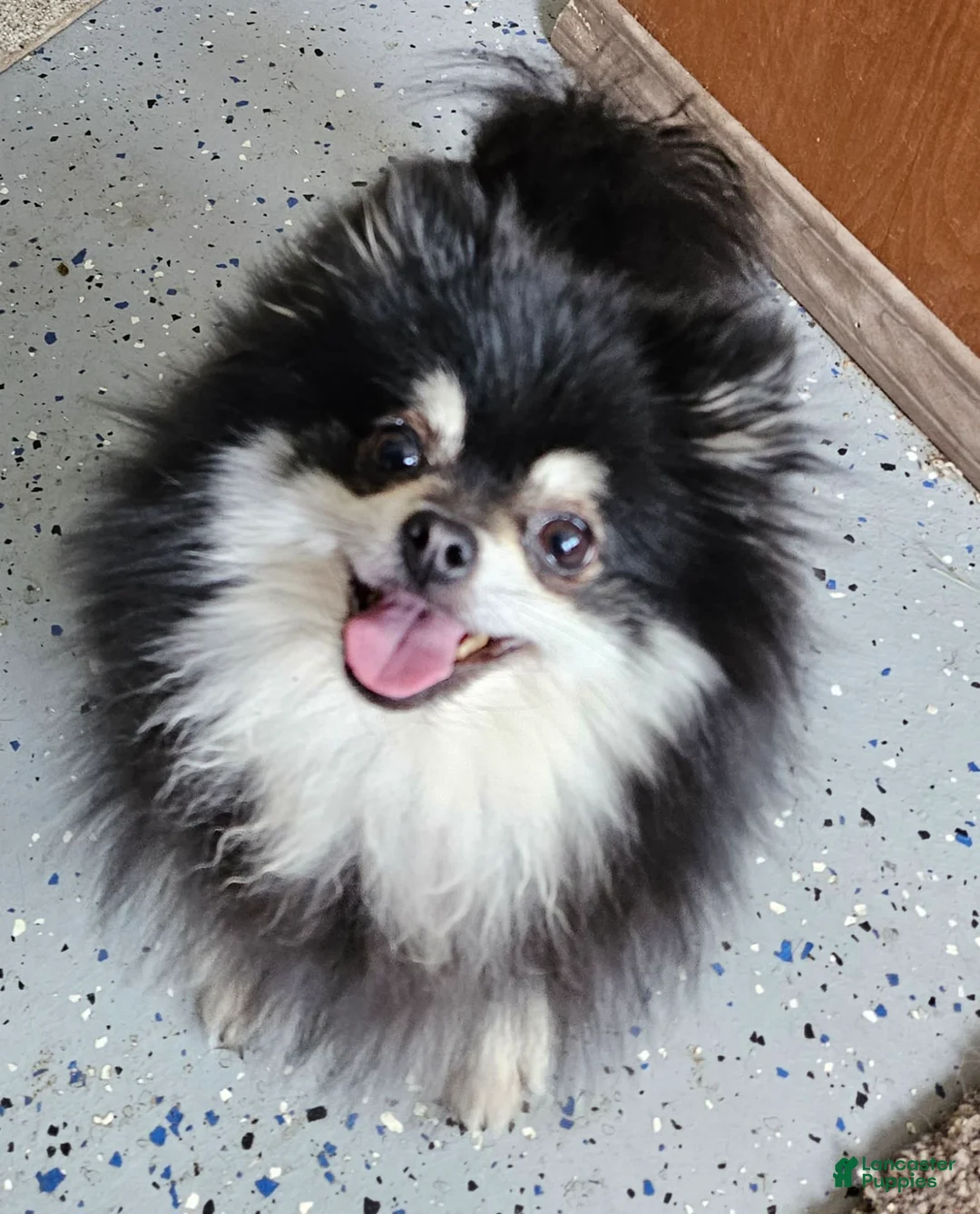 Gallery Image {{count}}