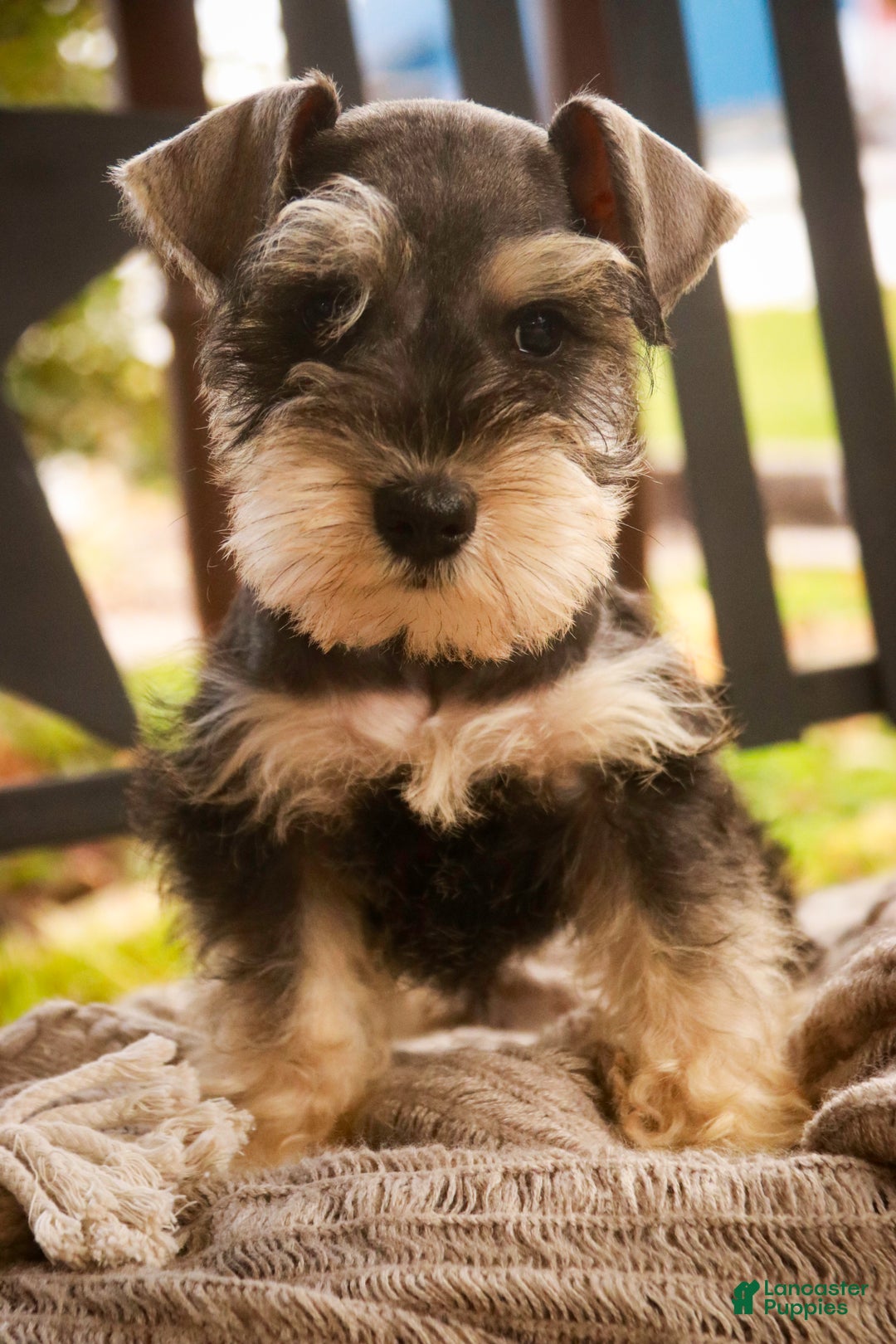 Miniature Schnauzer dogs for sale: Murphy - Ad 3