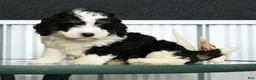 Mini Bernedoodle dogs for sale: Thor - Ad 4
