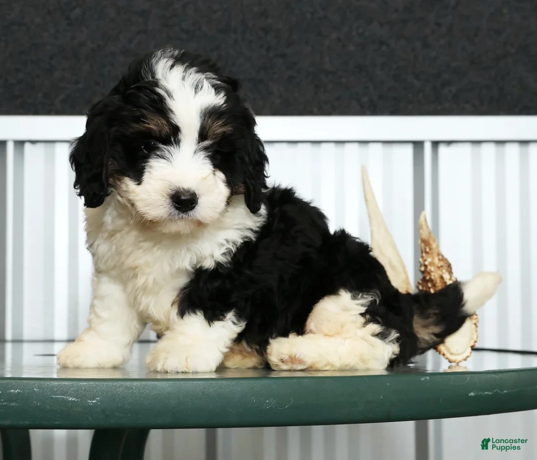 Mini Bernedoodle dogs for sale: Thor - Ad 4