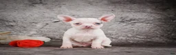 Chihuahua dogs for sale: Abby - Ad 7