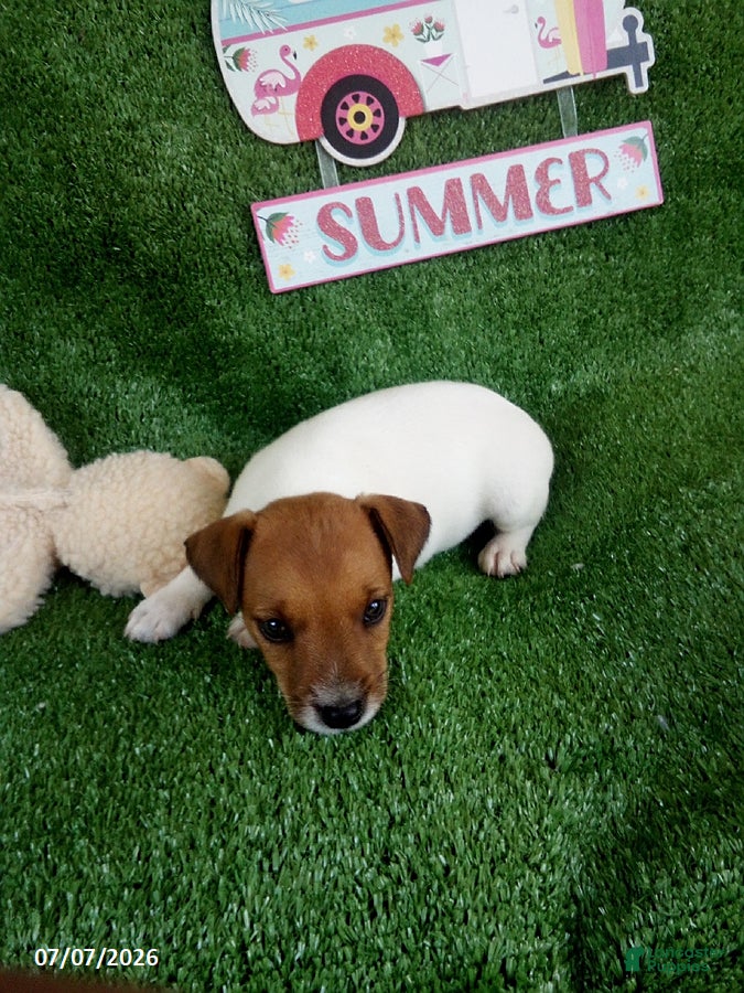 Jack Russell Terrier dogs Tate - Ad 2