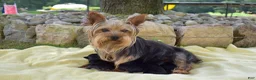 Yorkshire Terrier dogs for sale: Rick (Teacup) - Ad 5