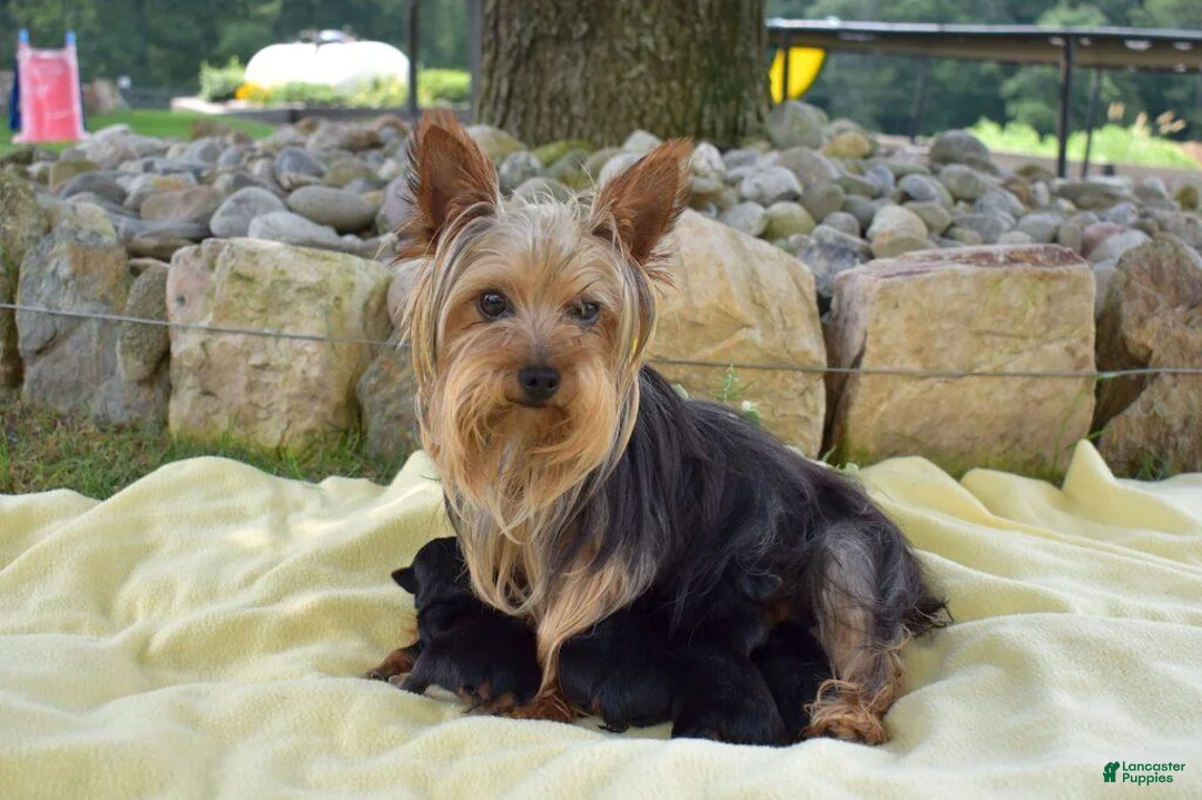 Yorkshire Terrier dogs for sale: Rick (Teacup) - Ad 5