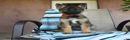 German Shepherd dogs for sale: Gretchun - Ad 5
