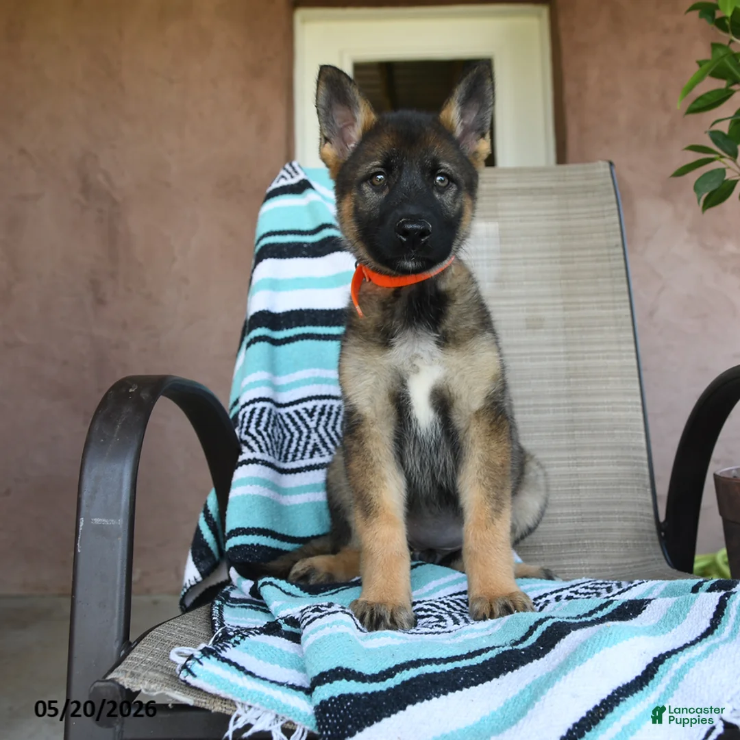 German Shepherd dogs for sale: Gretchun - Ad 5
