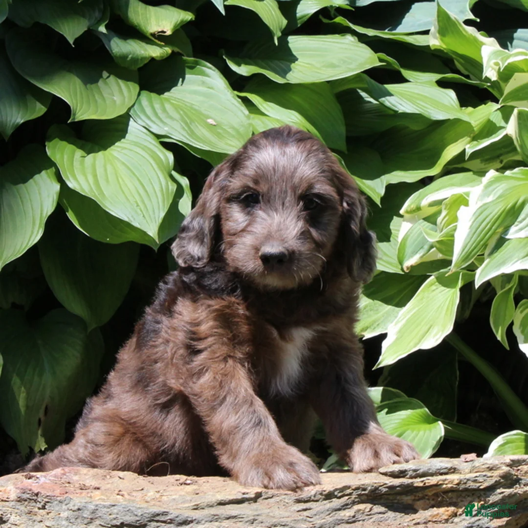 Irish Doodle dogs for sale: Mitch - Ad 1