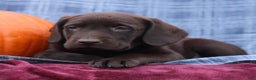 Labrador Retriever dogs for sale: James  - Ad 1