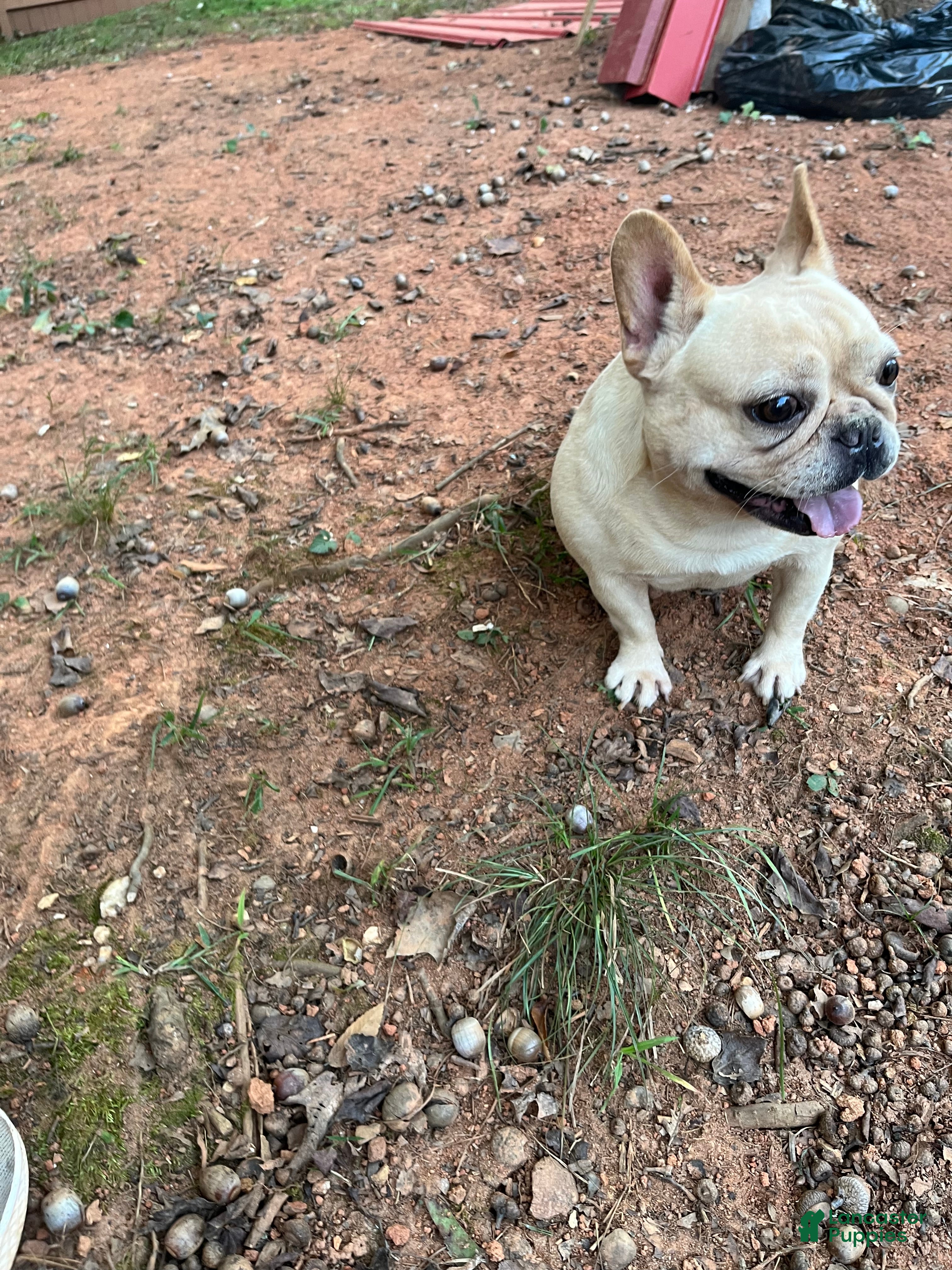 French Bulldog dogs French Bulldog Puppy 1 - Ad 25