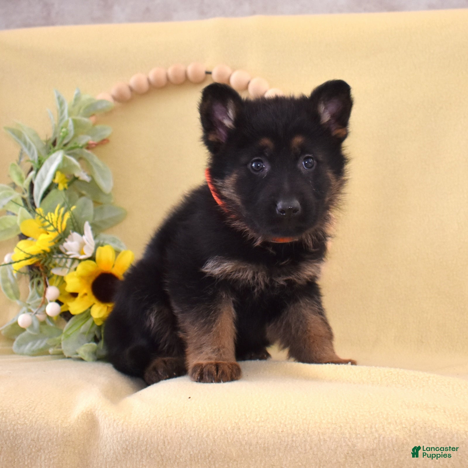 German Shepherd dogs Olivia  - Ad 2