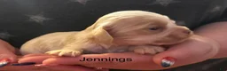 Cocker Spaniel dogs for sale: Jennings - Ad 2