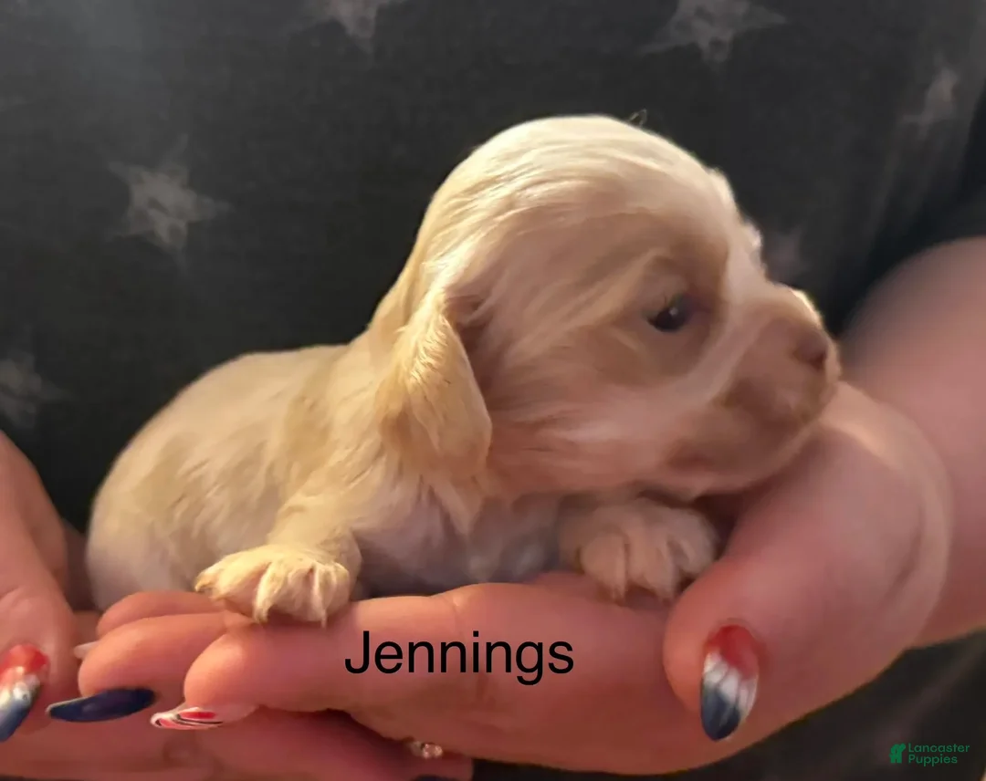 Cocker Spaniel dogs for sale: Jennings - Ad 2