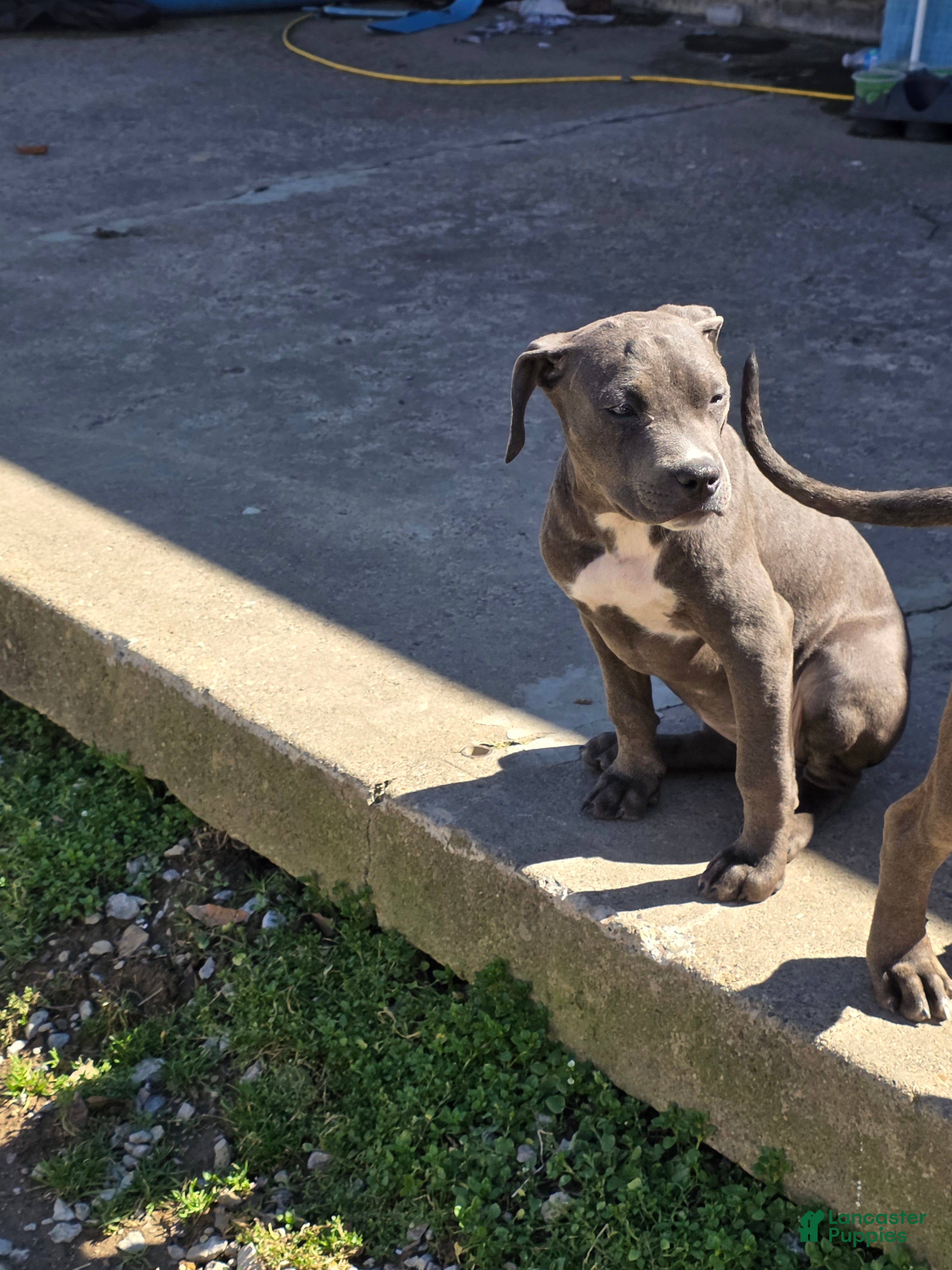 Mixed Breed dogs Rocket - Ad 29