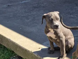 Mixed Breed dogs Rocket - Ad 13