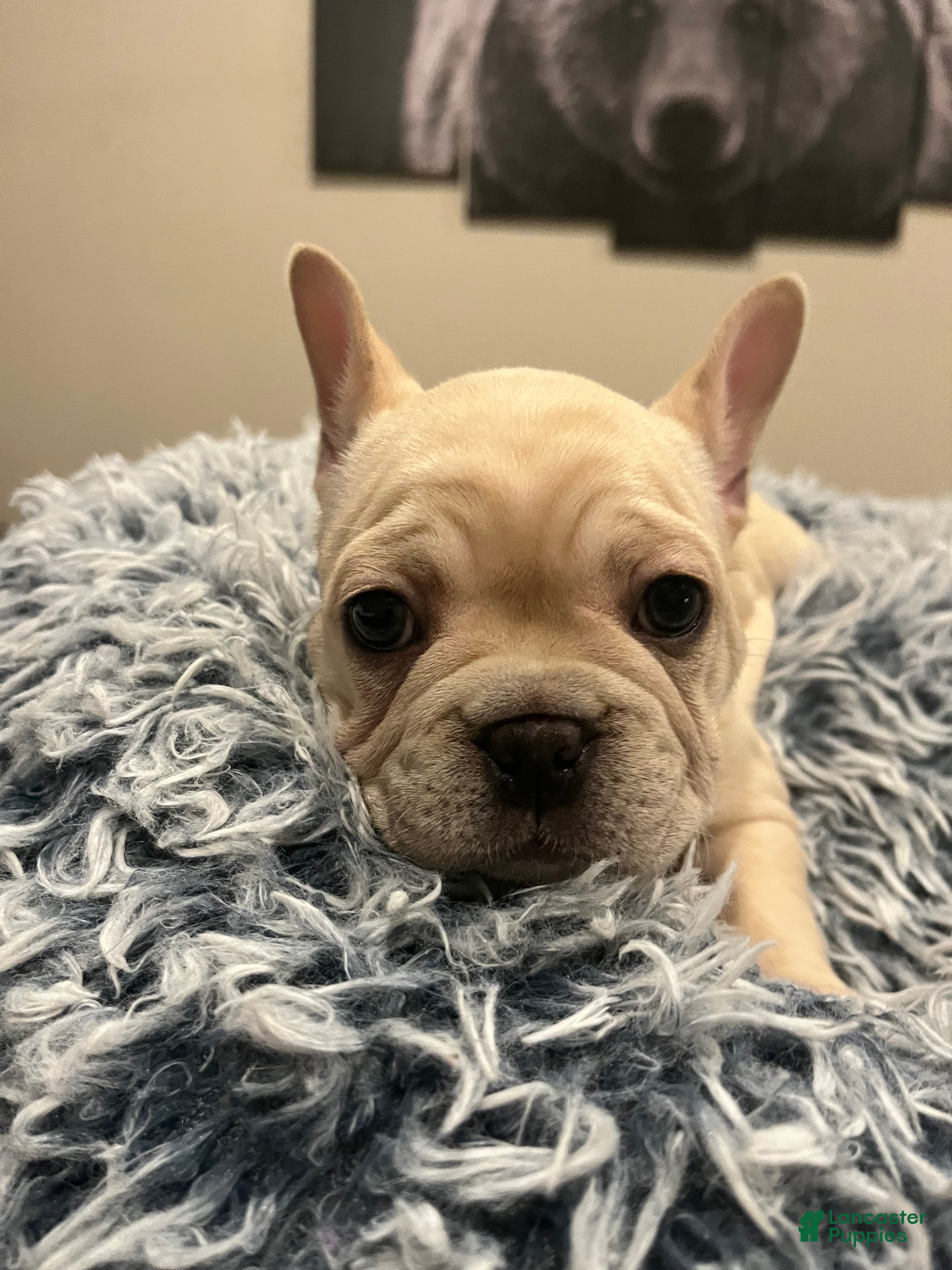 French Bulldog dogs Mixed Breed 5 - Ad 1