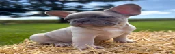 French Bulldog dogs for sale: Katness - Ad 3